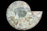 Cut Ammonite Fossil (Half) - Agatized #125570-1